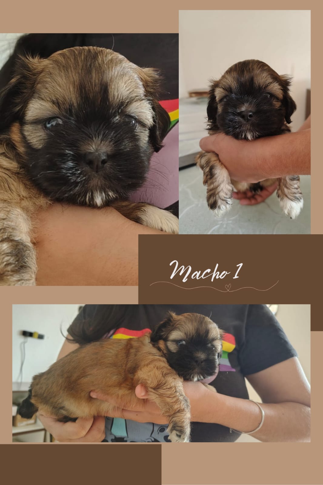Shih-tzu - Foto 1