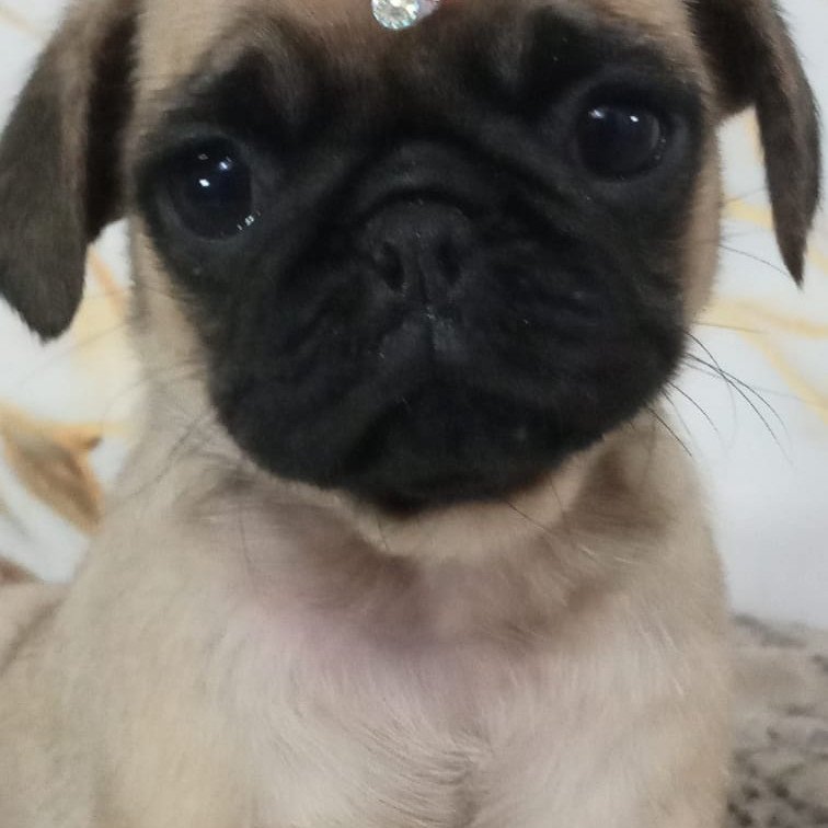 pug lindos bebes pronta entrega garanta hoje seu @cnursinhospuppies