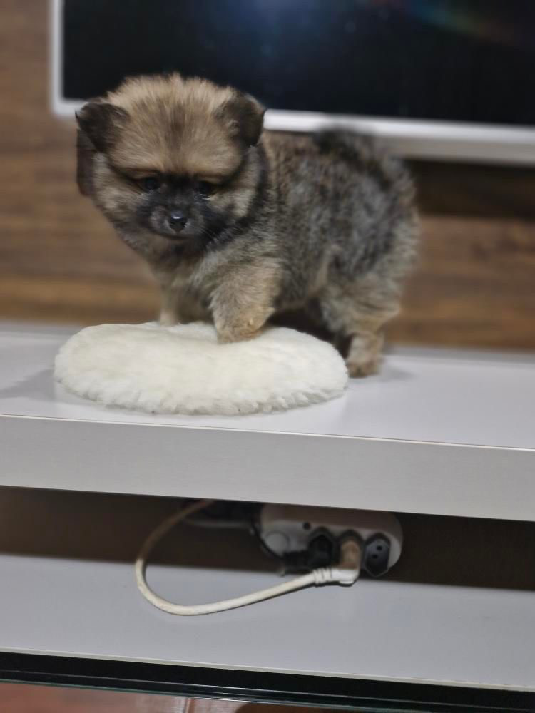 Lulu da pomerânia macho porte anão  - Foto 1