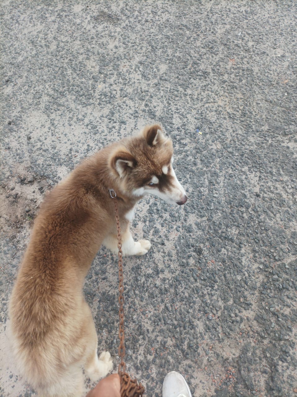 Portal Vendocão Vendo cachorro Husky Simões Filho 