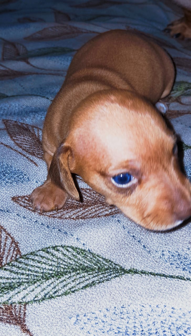 Portal Vendocão Filhote de Dachshund Laranjeiras