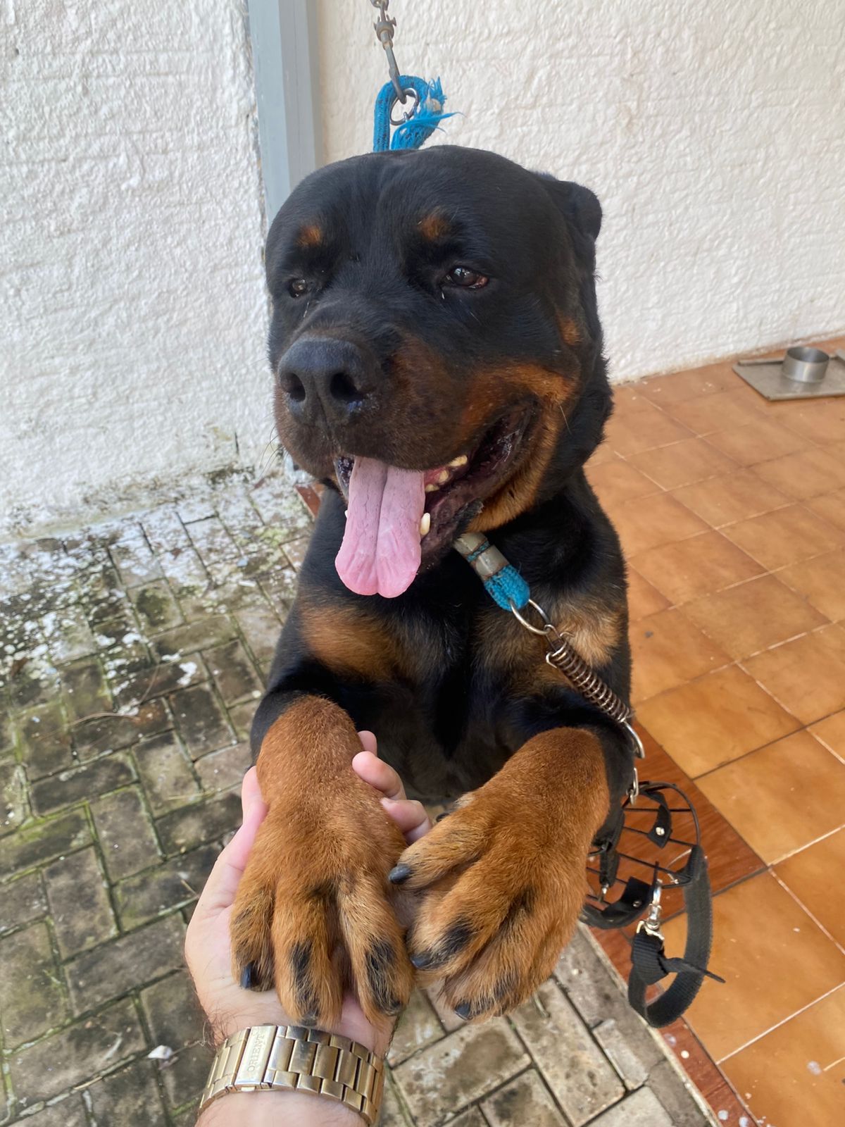 Portal Vendocão Rottweiller Palmas