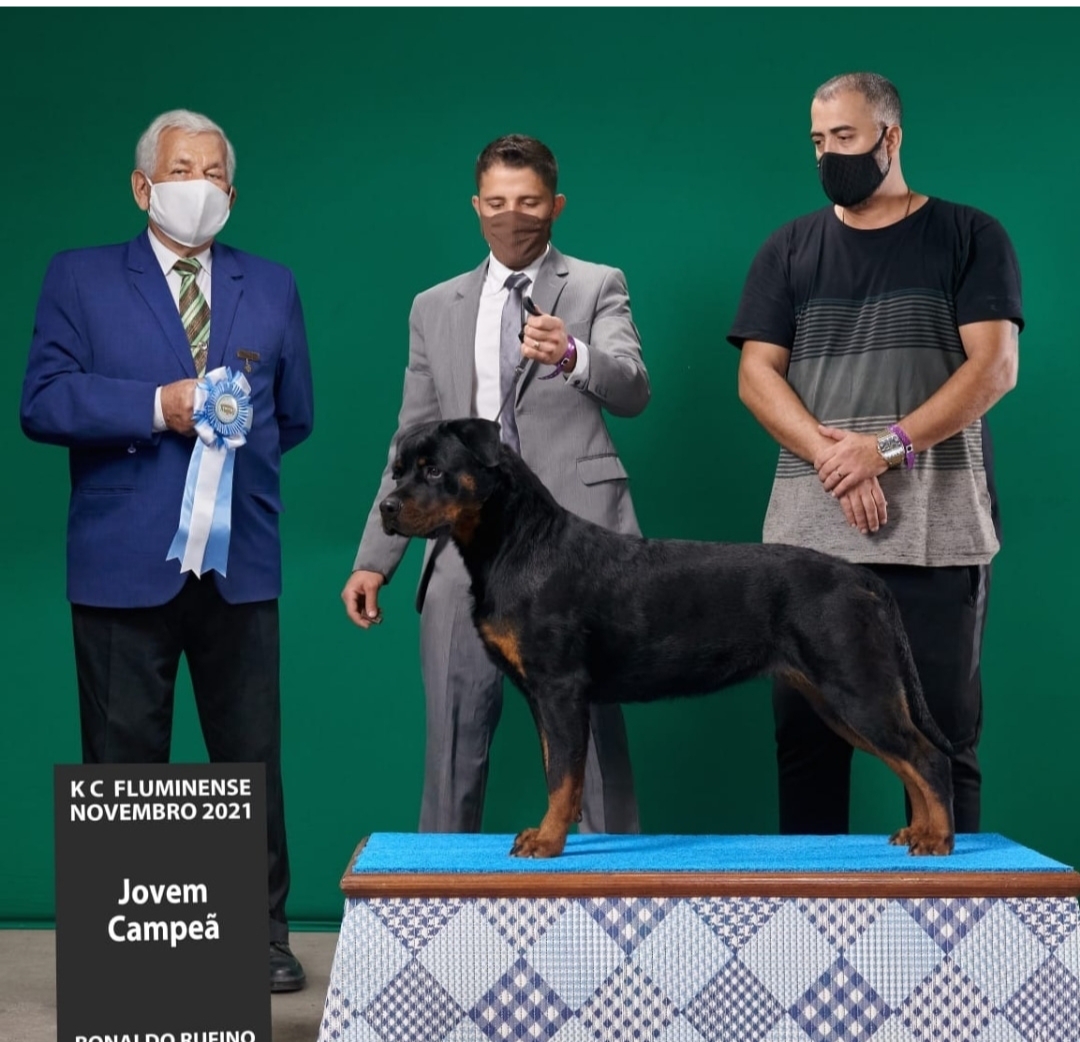 ROTTWEILER PEDIGREE CBKC - Foto 3
