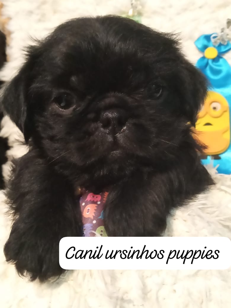 Portal Vendocão griffon de bruxelas #canilursinhospuppies bebes disponiveis  campos do jordão 