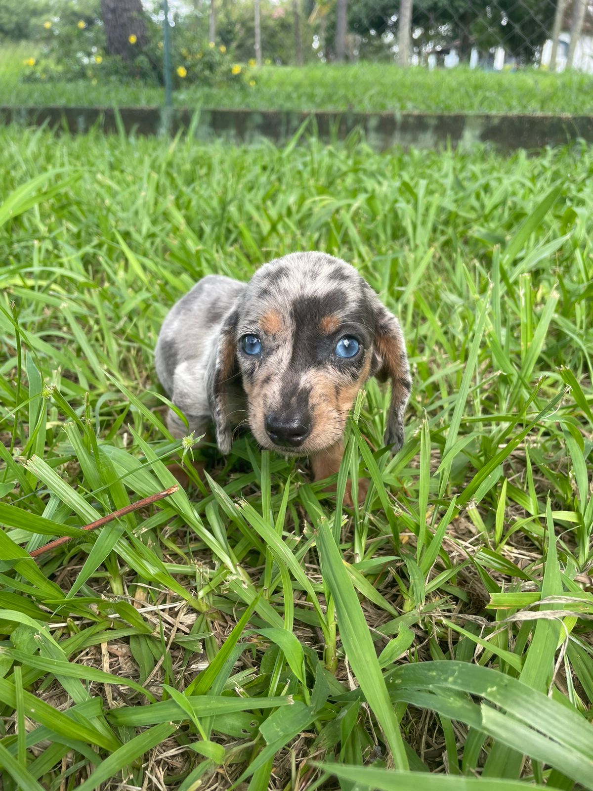 Portal Vendocão FILHOTES DE TECKEL CRIADOS E ENTREGUES POR MÉDICA VETERINÁRIA.CÃES LINDOS. São Paulo