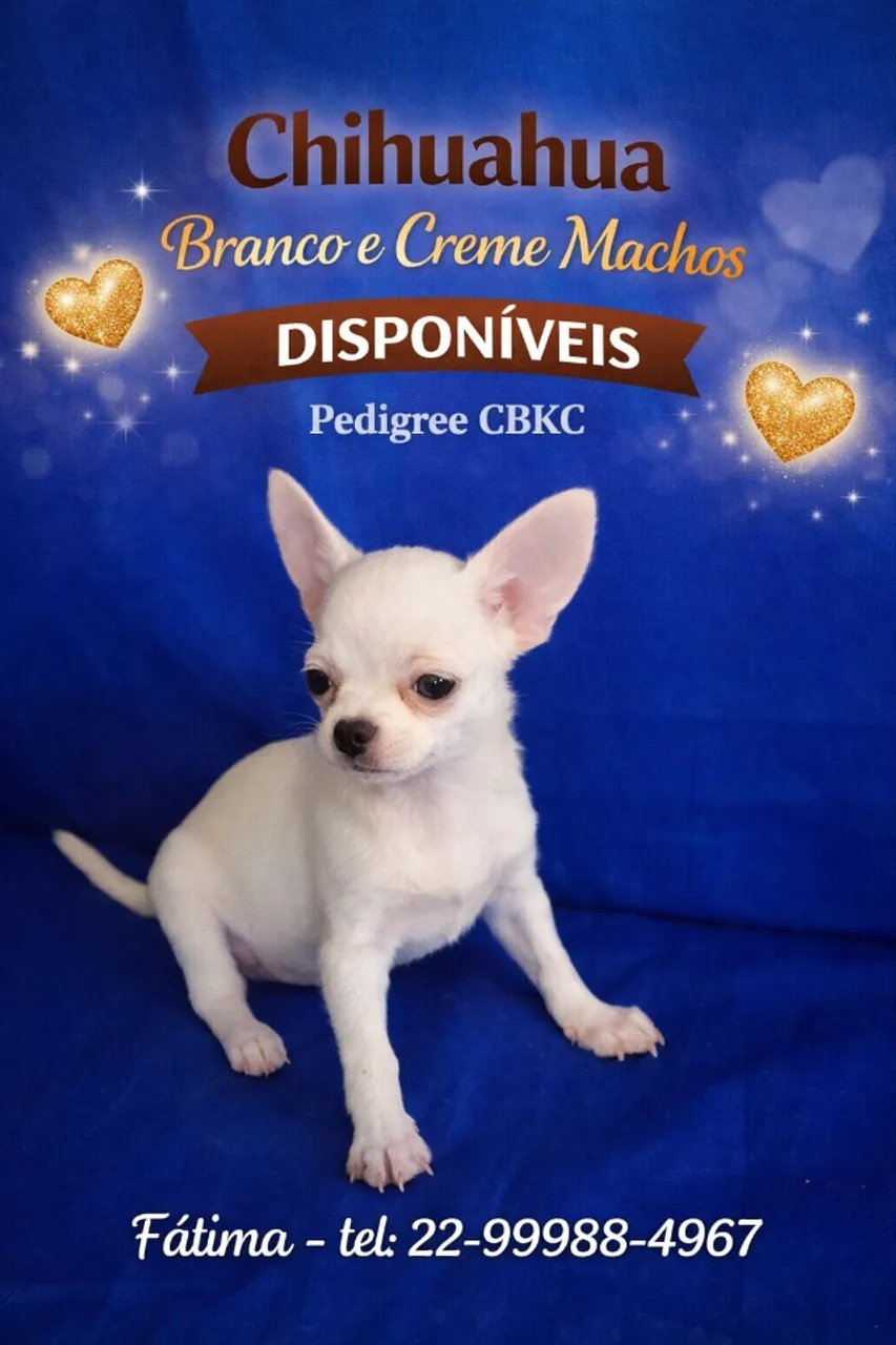 CHIHUAHUA - 2 MACHOS CREME PELO LONGO E 3 PELO CURTO. COM PEDIGREE CKBC E VACINADO - Foto 3