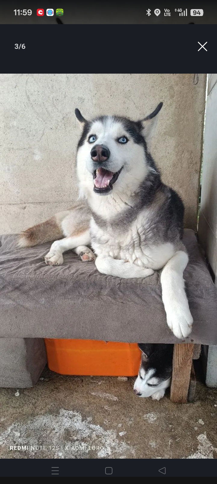 Husky siberiano macho - Foto 1