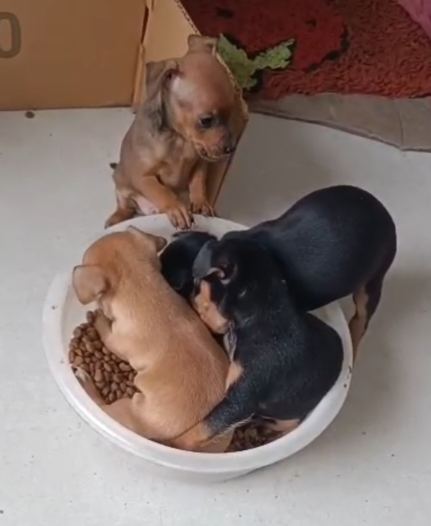 Vendo 3 filhotes Pinscher n°1 Machos