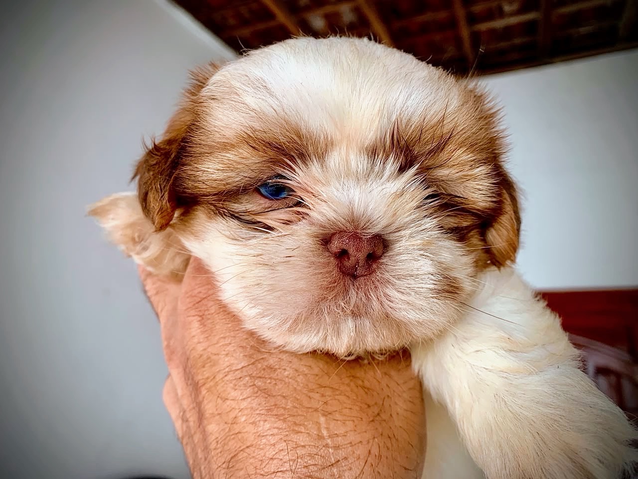 Shih Tzu Macho - Foto 1