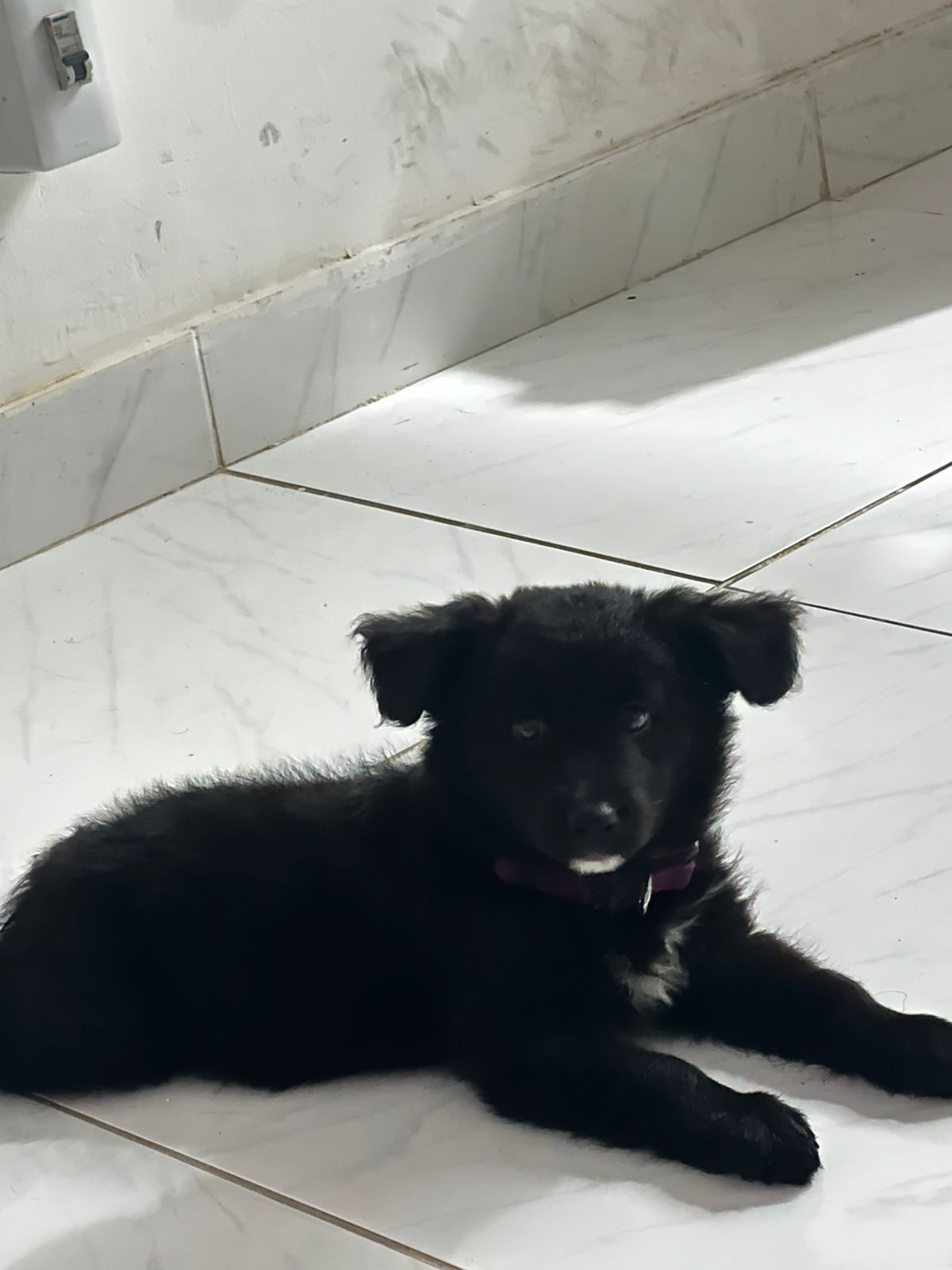 Portal Vendocão Borde Collie Femêa 2 Meses Fortaleza