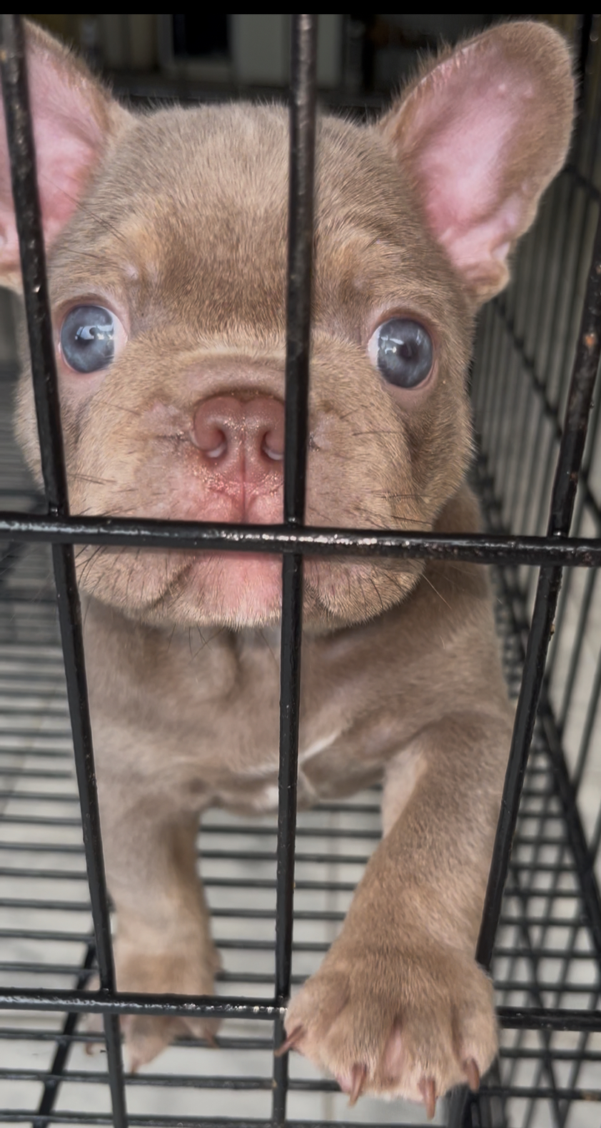 Portal Vendocão Buldogue Francês  Manaus