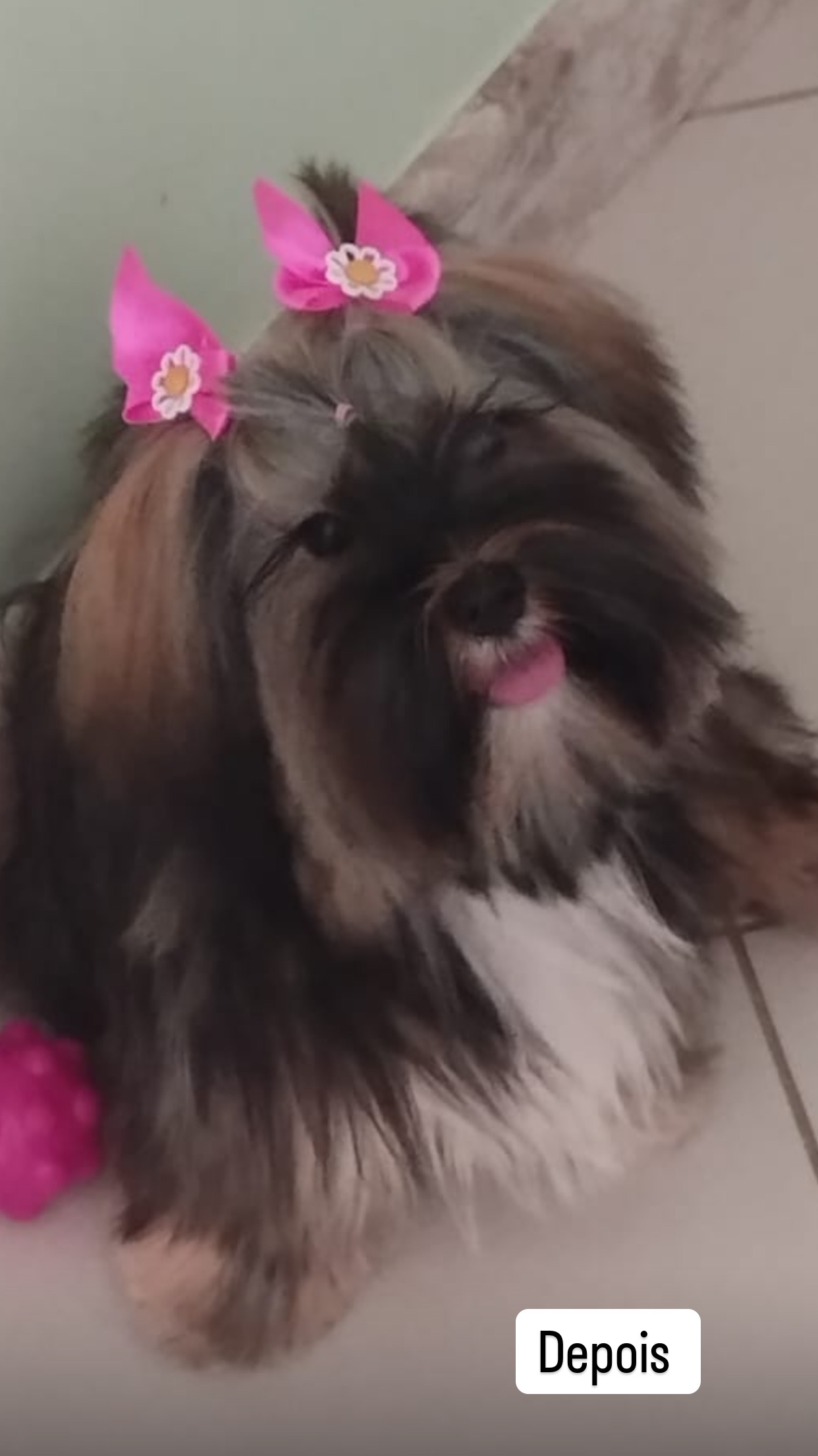 Portal Vendocão Vendo filhotes shitzu+york =Shorkie  Salvador 