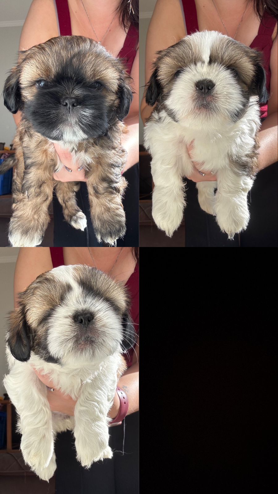 Portal Vendocão Filhotes fêmeas de Shih-tzu. Prontas para retirada Americana SP