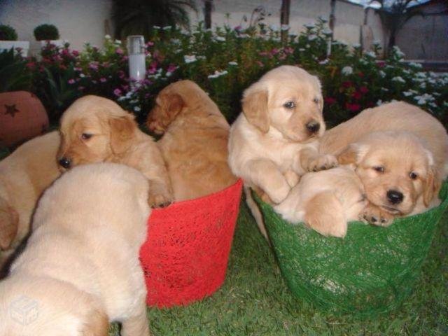 Belos Filhotes Golden Retriever