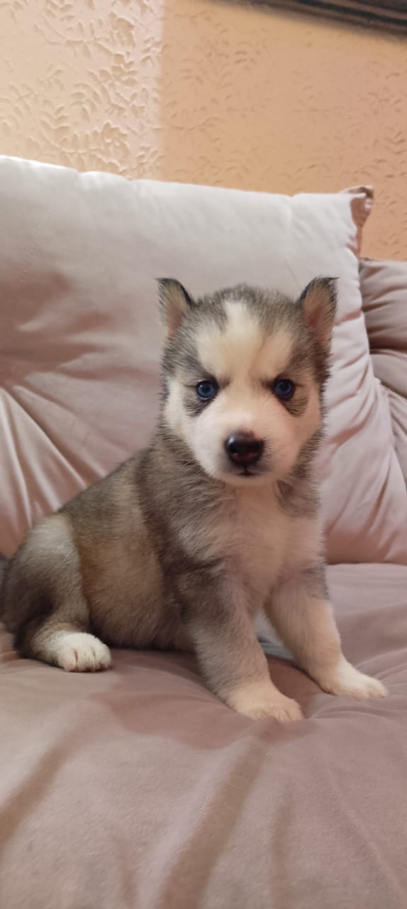 Portal Vendocão Husky siberiano  Franco da rocha 
