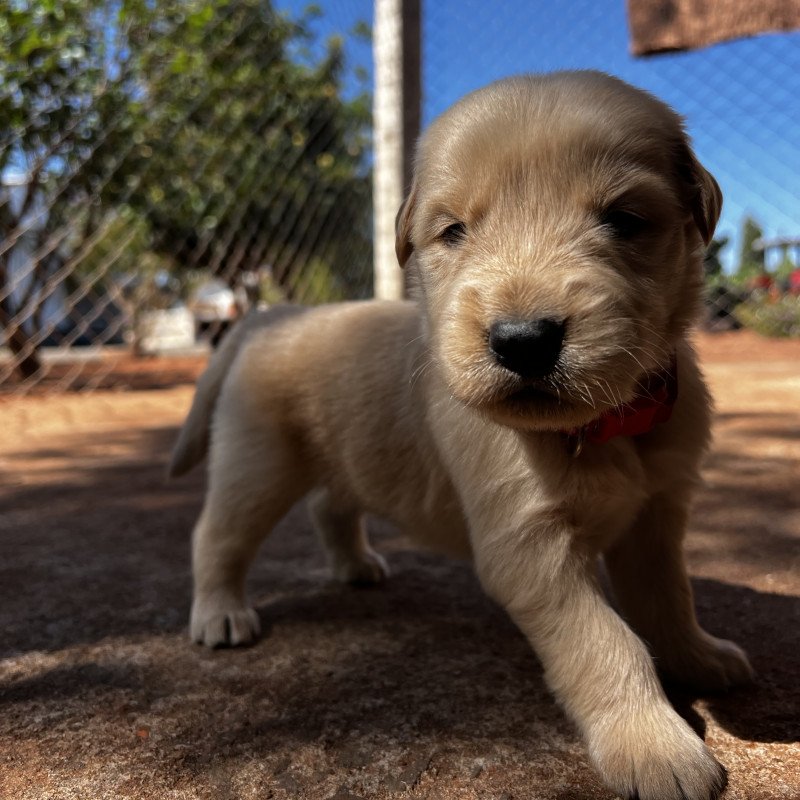 Filhotes de Golden Retriever