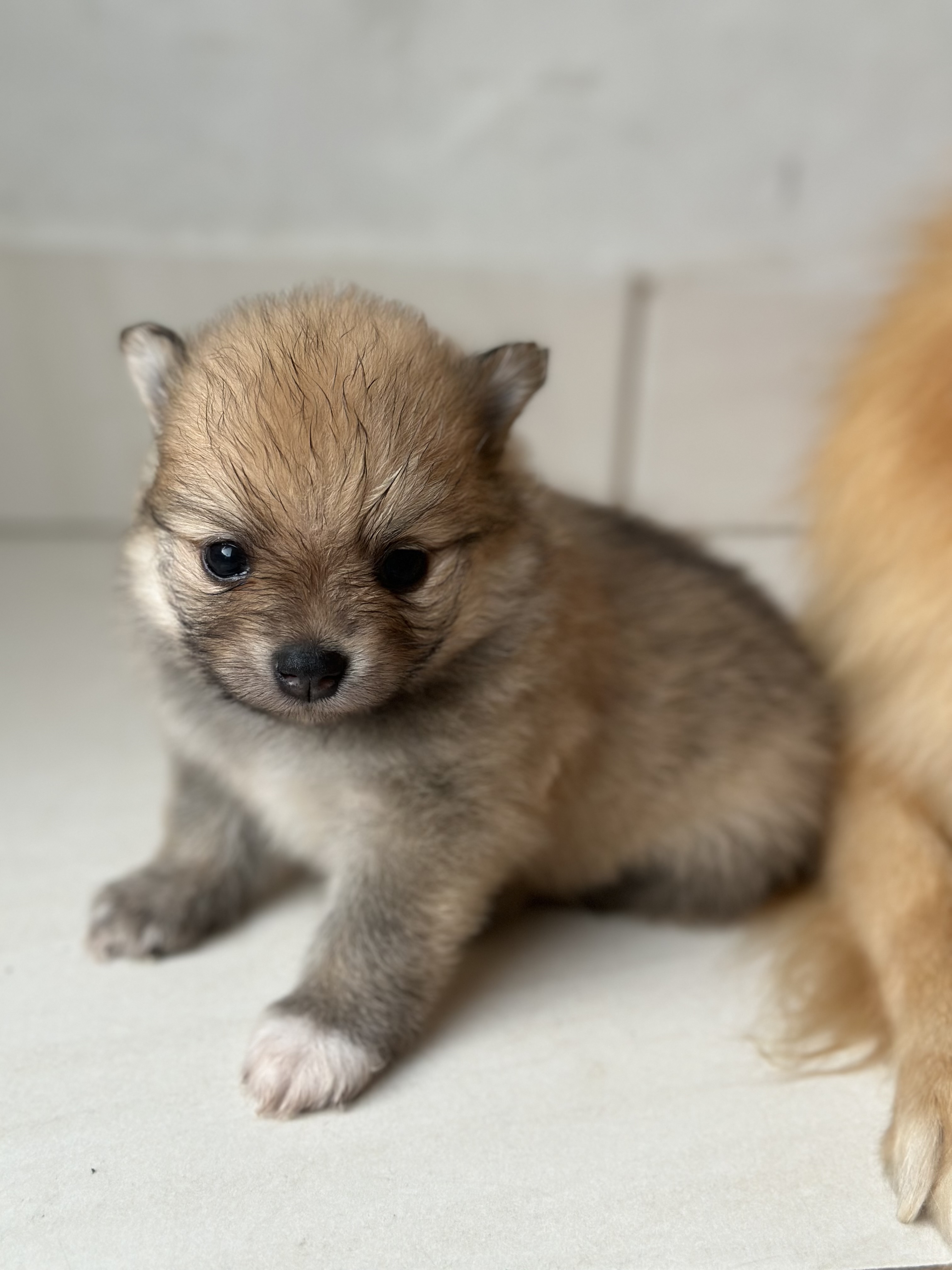 Portal Vendocão Filhote Lulu da Pomerania  Água Branca