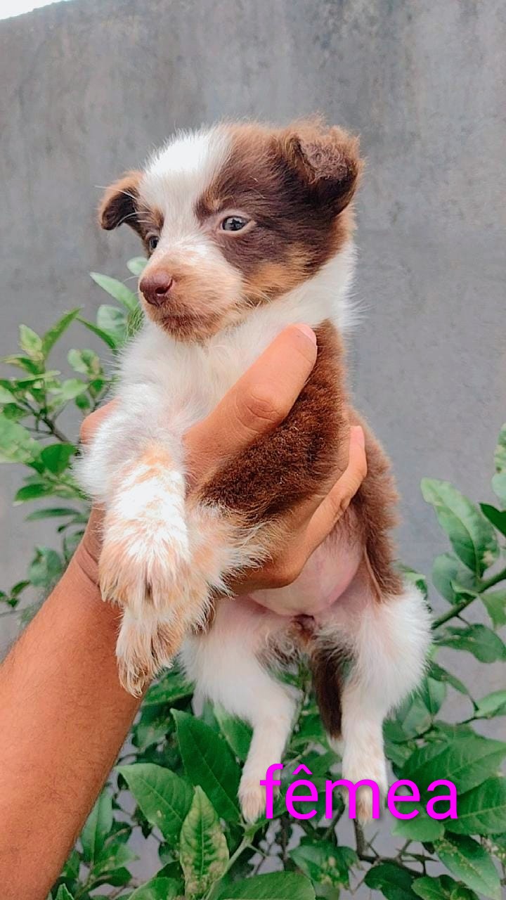 Portal Vendocão Filhotes Border Collie  Paulínia