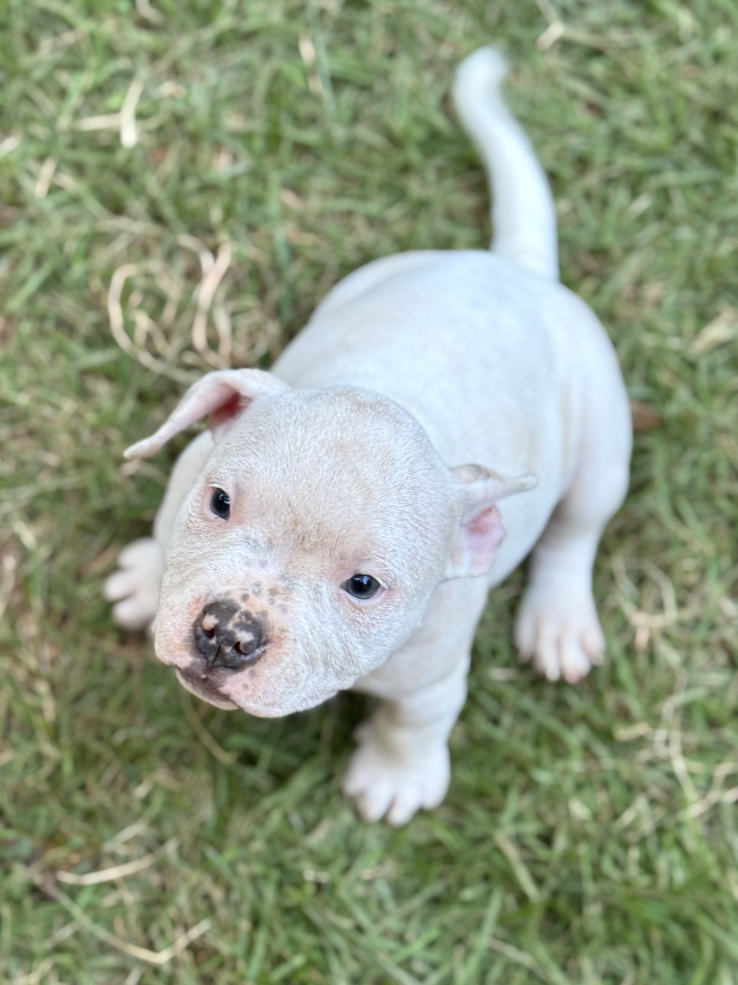 Portal Vendocão Filhote American Bully Pedigree Campinas