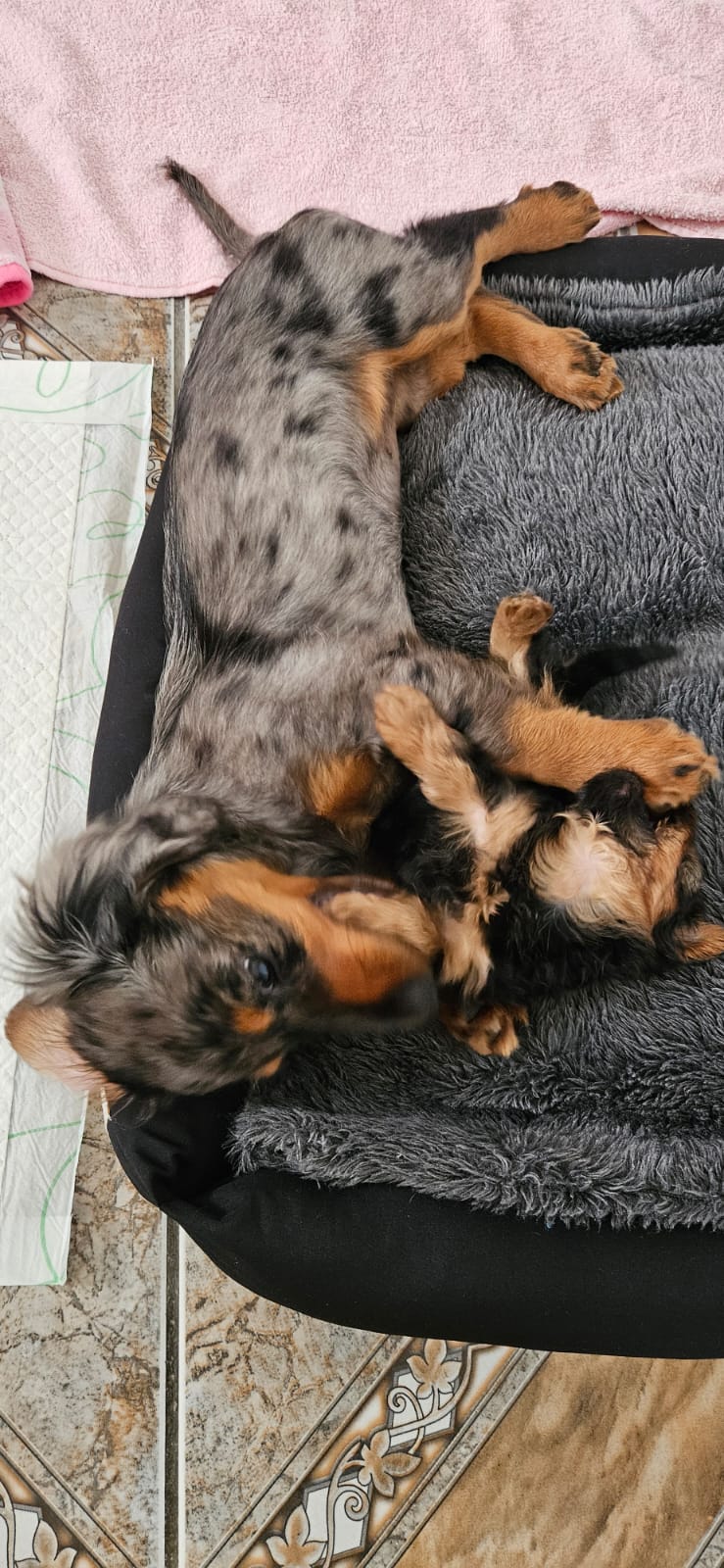 Filhote Dachshund pelo longo alerquim fêmea - Foto 2