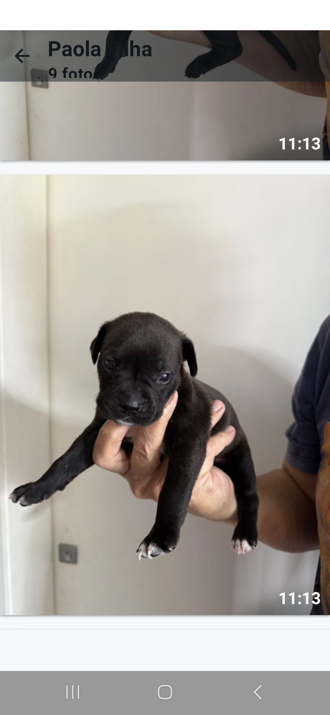 Portal Vendocão Filhote de American Bully Balneário Camboriú 