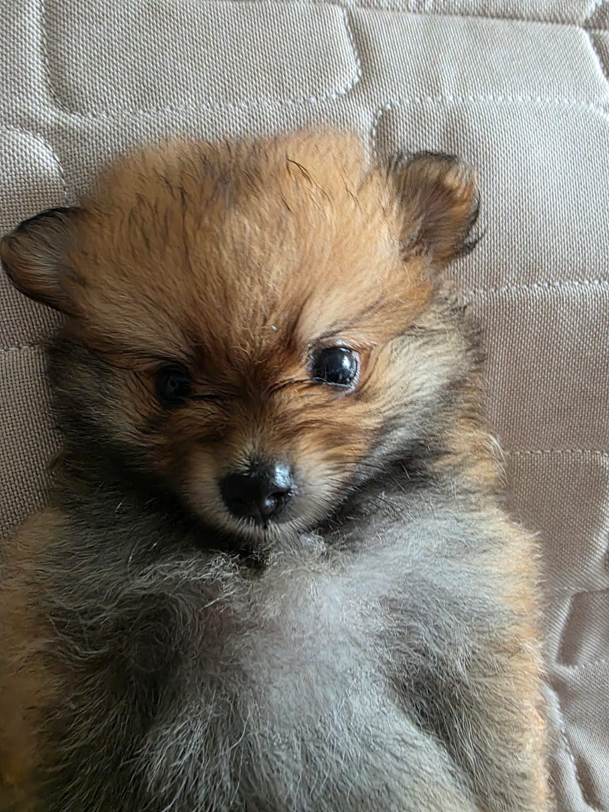 Portal Vendocão Filhotes LuLu Pomerânia lindos João pessoa 