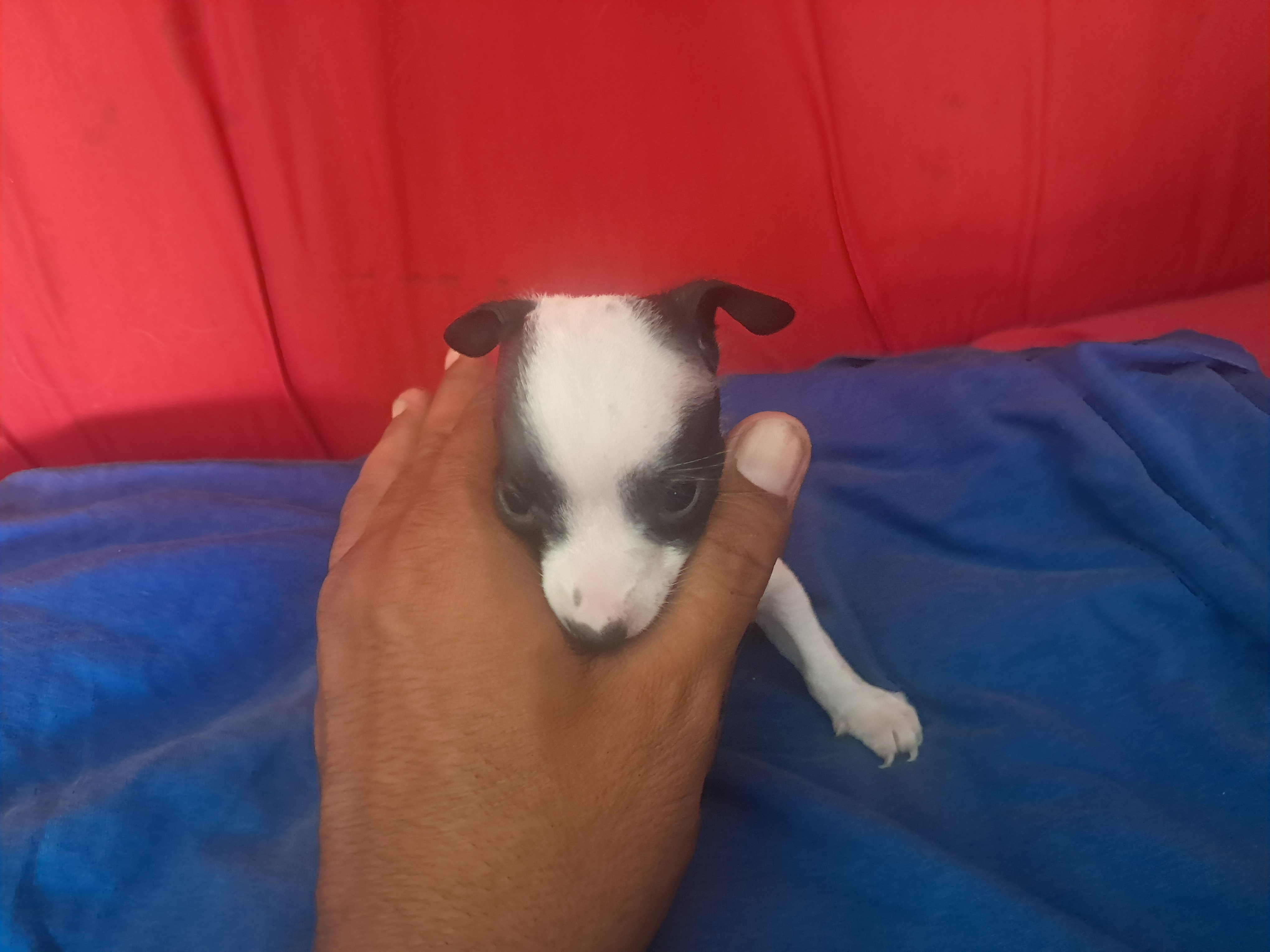 Vendo pinscher macho