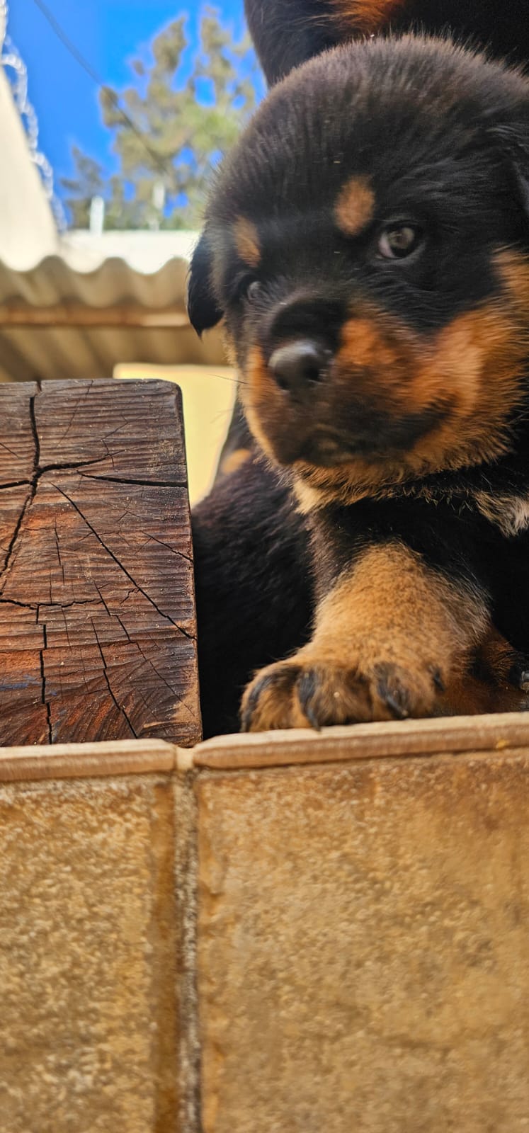 Portal Vendocão Filhote Rottweiler Femea Belo Horizonte