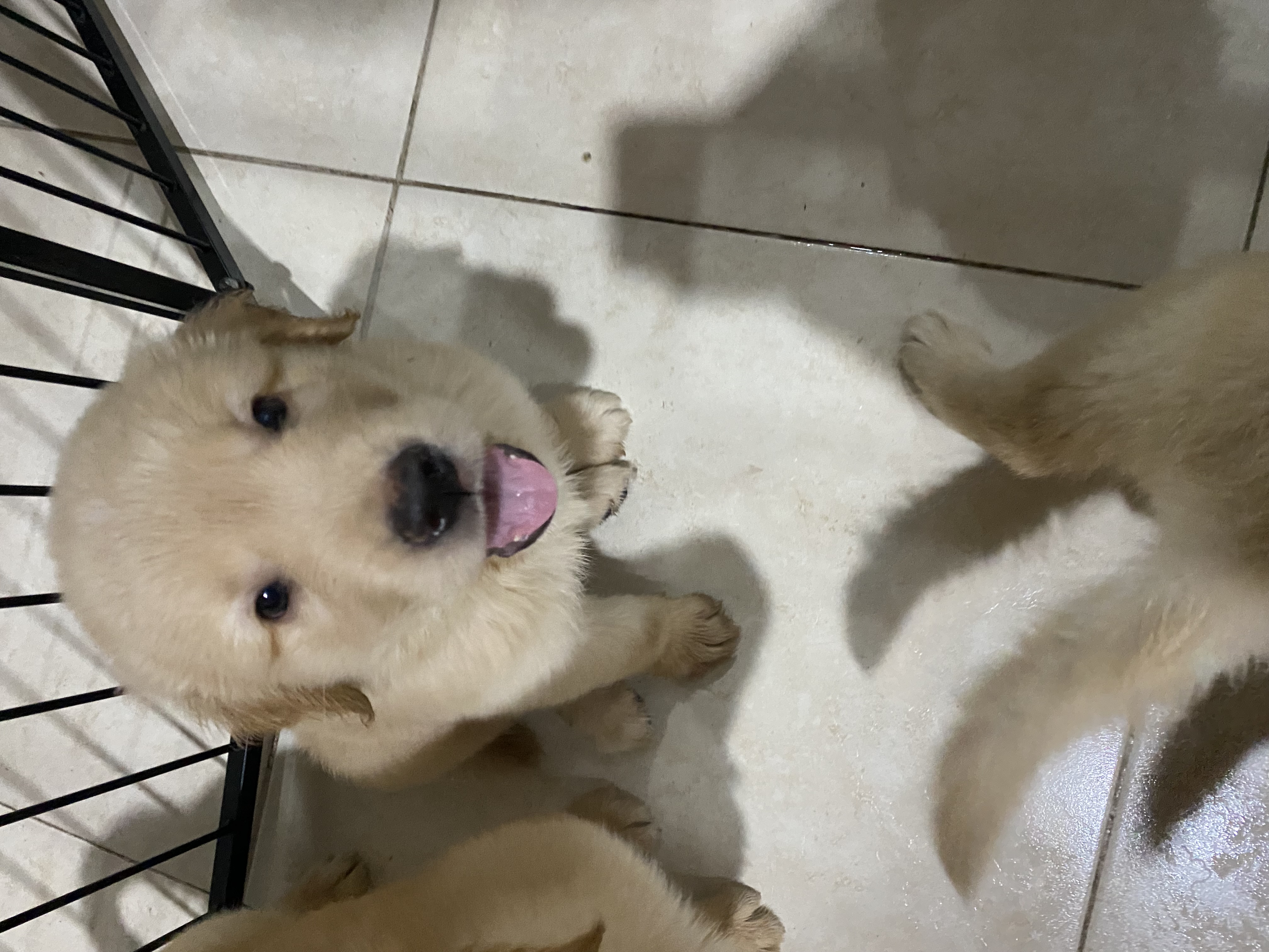 Portal Vendocão Filhotes Golden Retriever Puro Belo Horizonte 