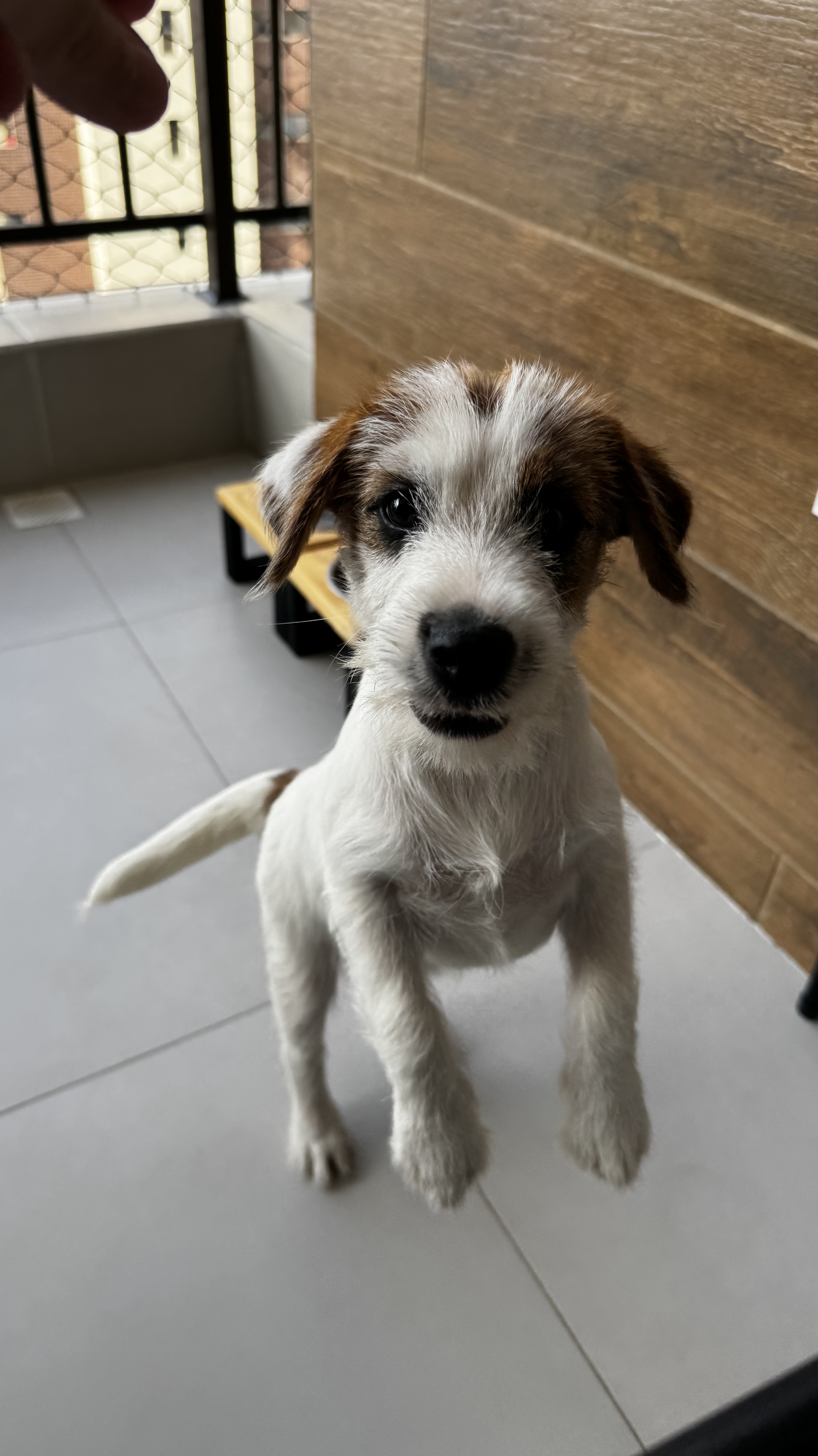 Portal Vendocão Jack Russell Terrier - Filhote Disponível para Nova Família  Fortaleza 