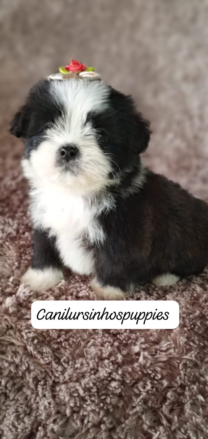 lhasa apso bebes pronta entrega #canilursinhospuppies  - Foto 1
