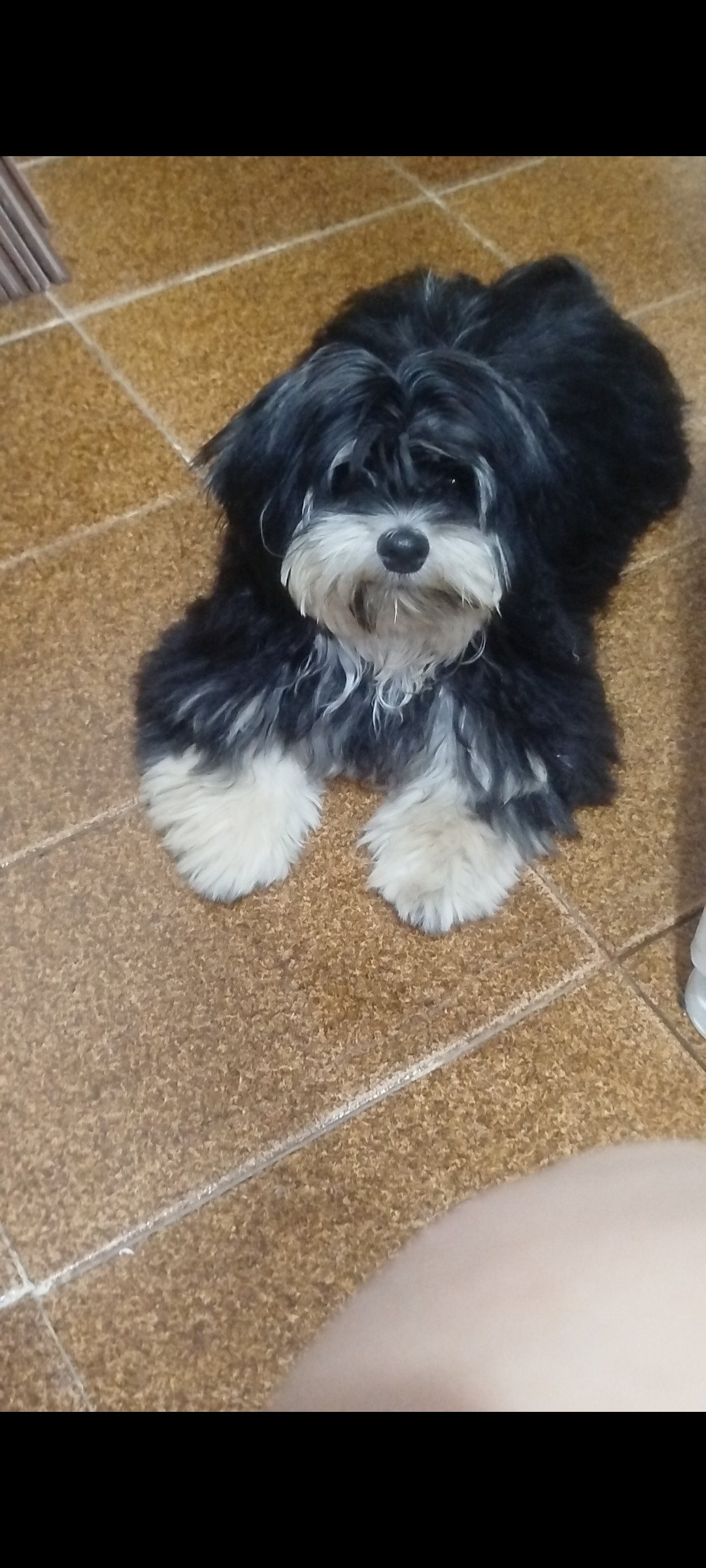 Cachorro Lhasa - Foto 1