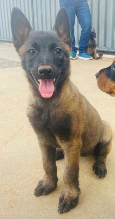 Portal Vendocão Pastor Belga Malinois c/Pedigree  Maringá