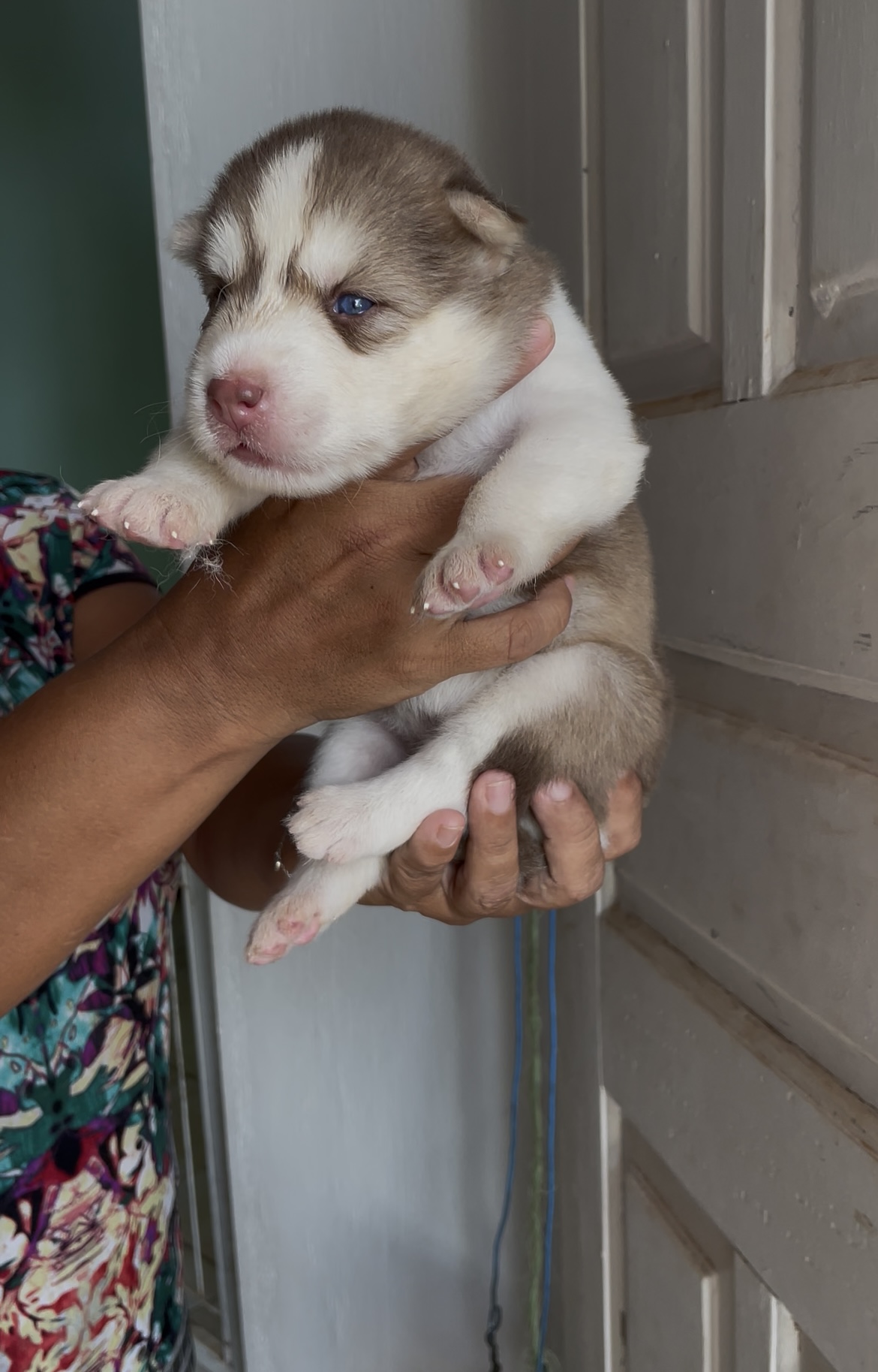 Portal Vendocão Filhote Husky siberiano  João Pessoa
