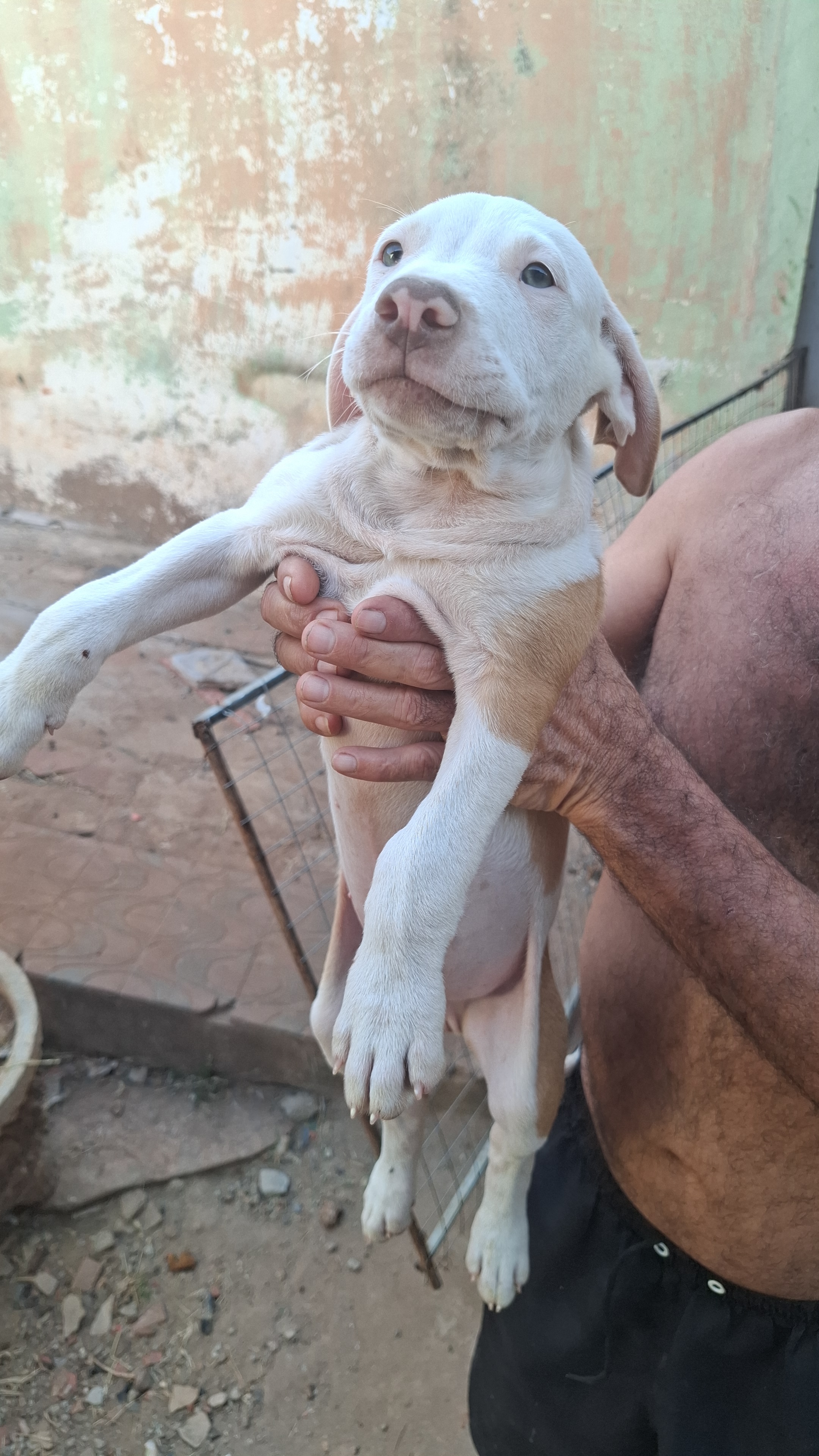 FILHOTES DE PITBULL - Foto 1