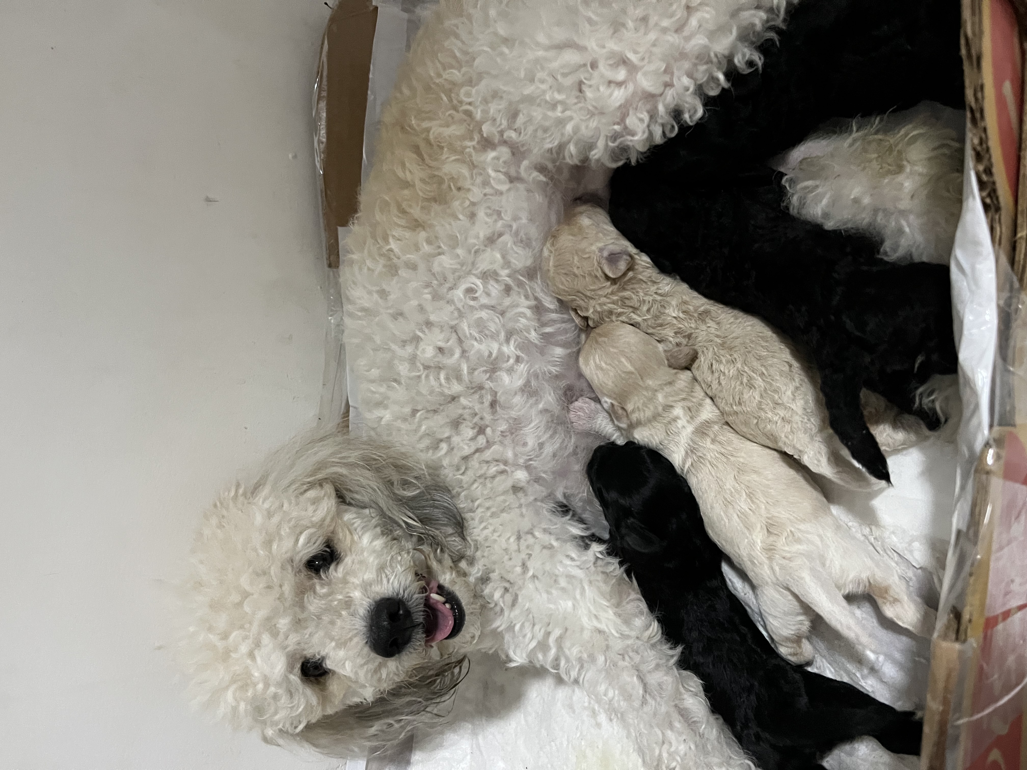 Portal Vendocão Vendo filhotes de poodle Teresina