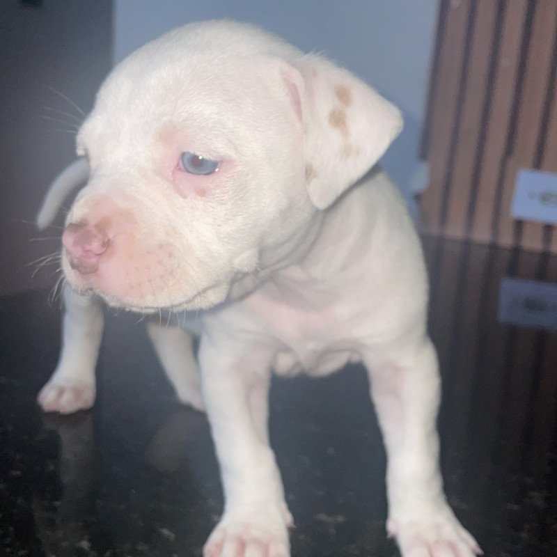 Filhote de pit bull american terrier