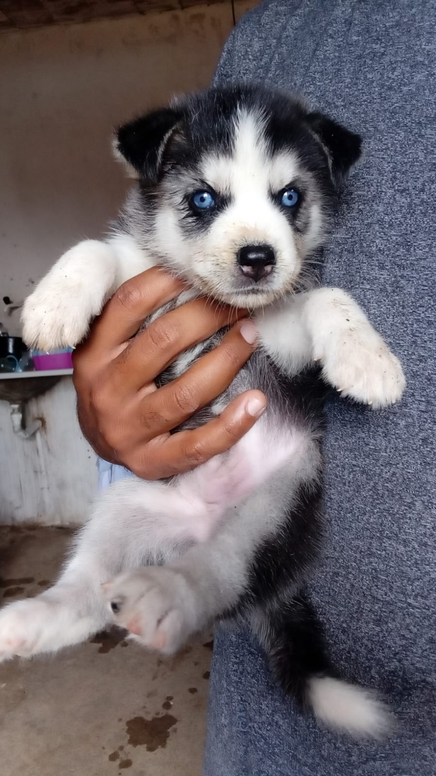 Portal Vendocão Husky Fêmea  Fortaleza 