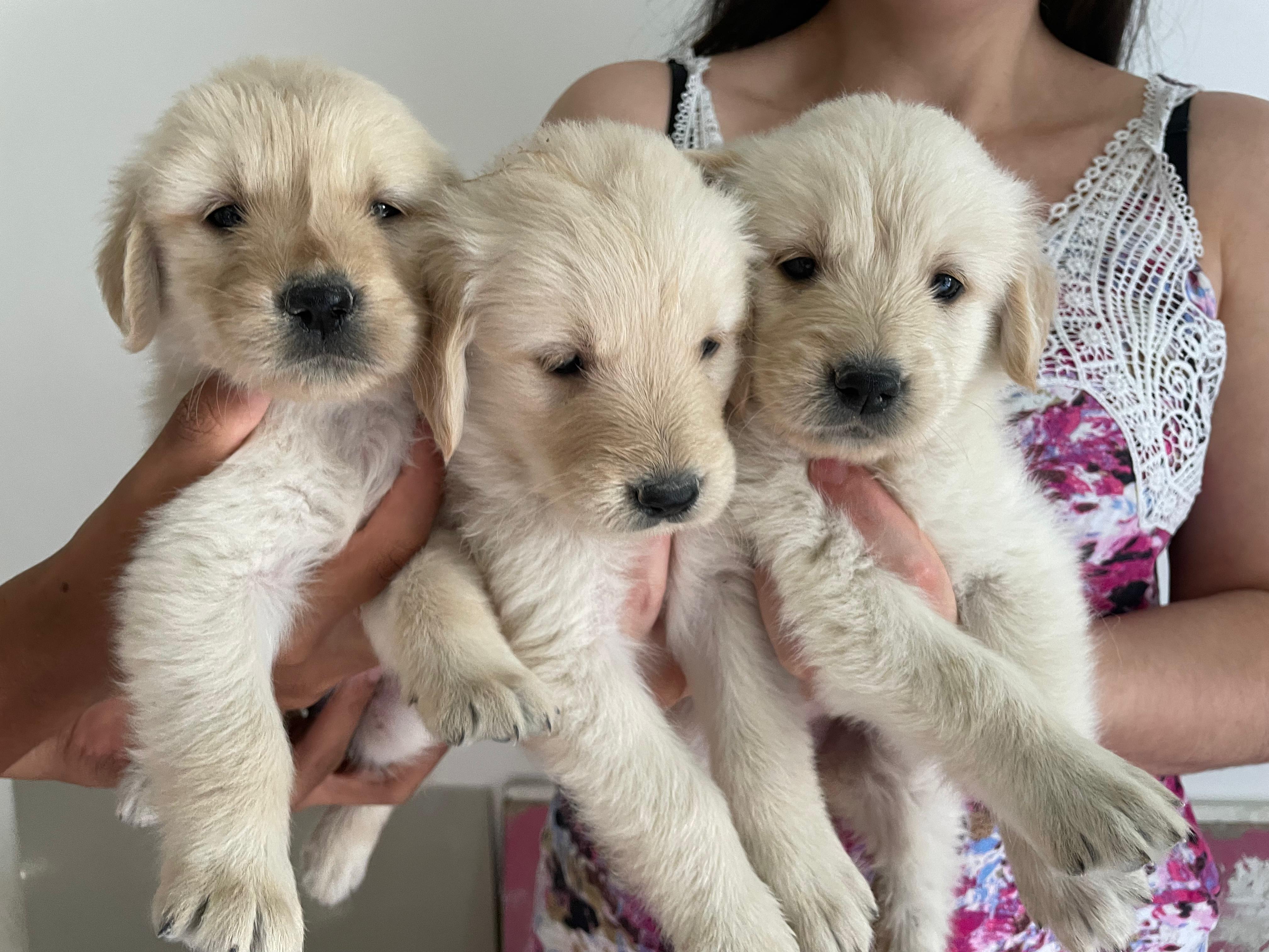 Portal Vendocão Filhotes de Golden Retriev1er  São José dos Campos 