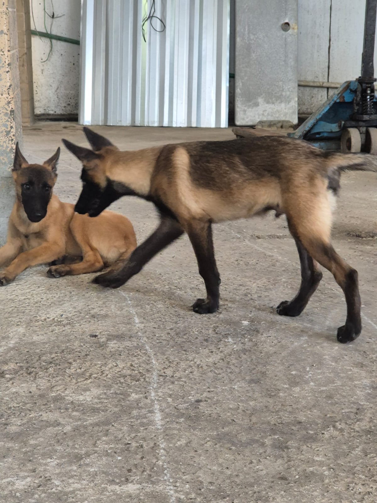 Pastor Belga Malinois disponíveis!
