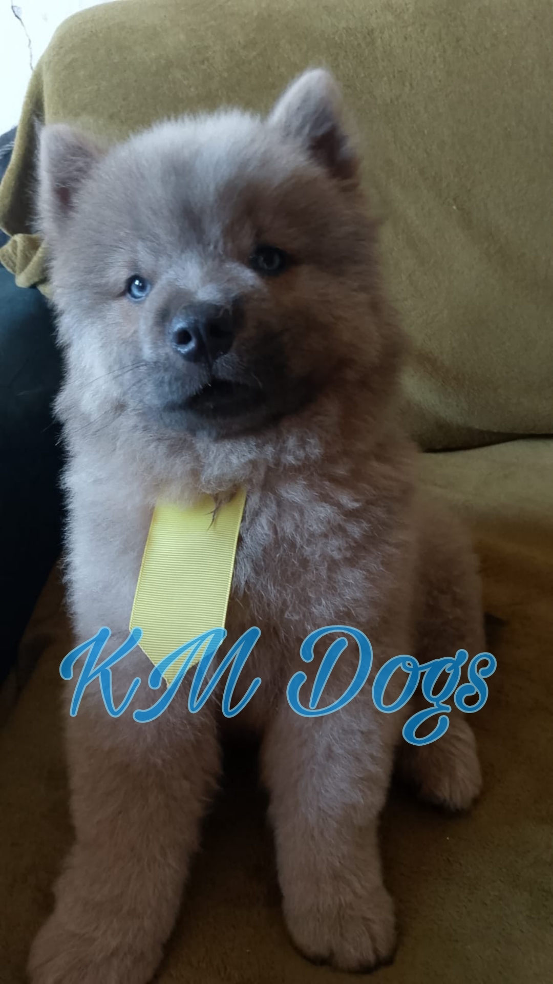 Portal Vendocão Filhote de Chow chow João Pessoa