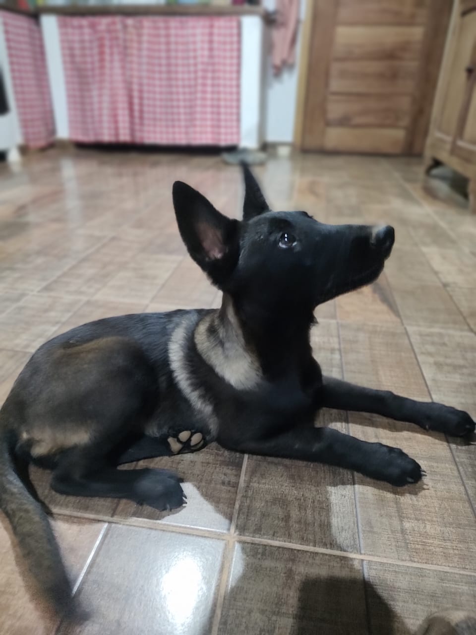 Portal Vendocão Filhote de pastor belga malinoa puro Capitólio