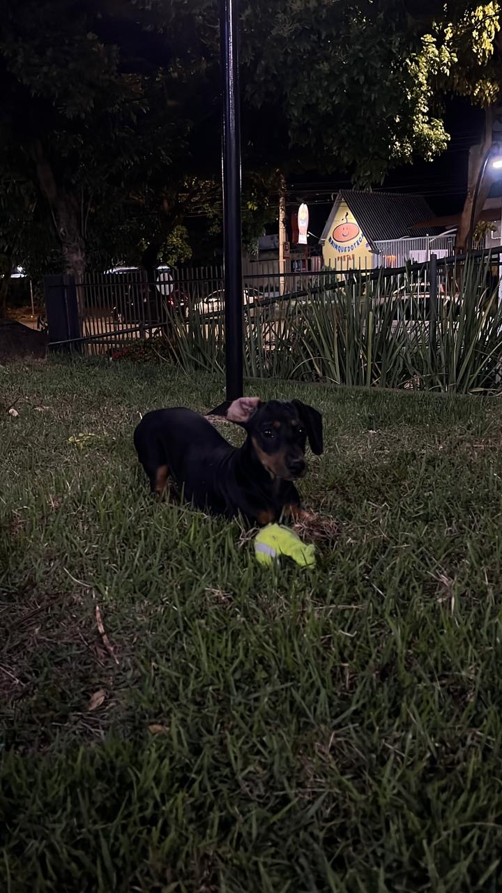Portal Vendocão Dashchund  Ipatinga 