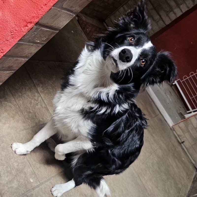 Border Collie bicolor fêmea 7 meses