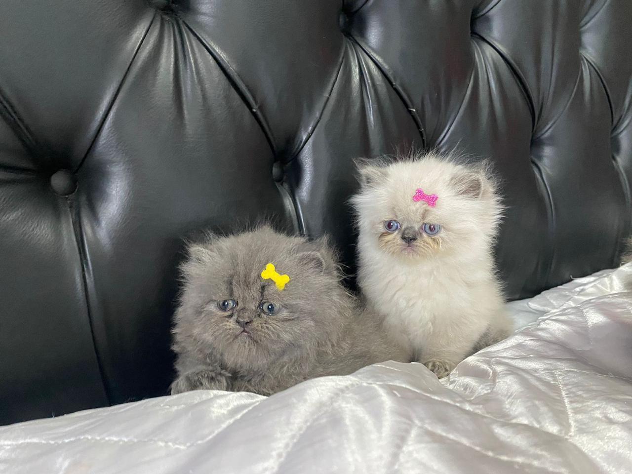 Belos Gatinhos Persa 