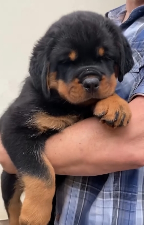 Portal Vendocão Rottweiler  São Paulo 