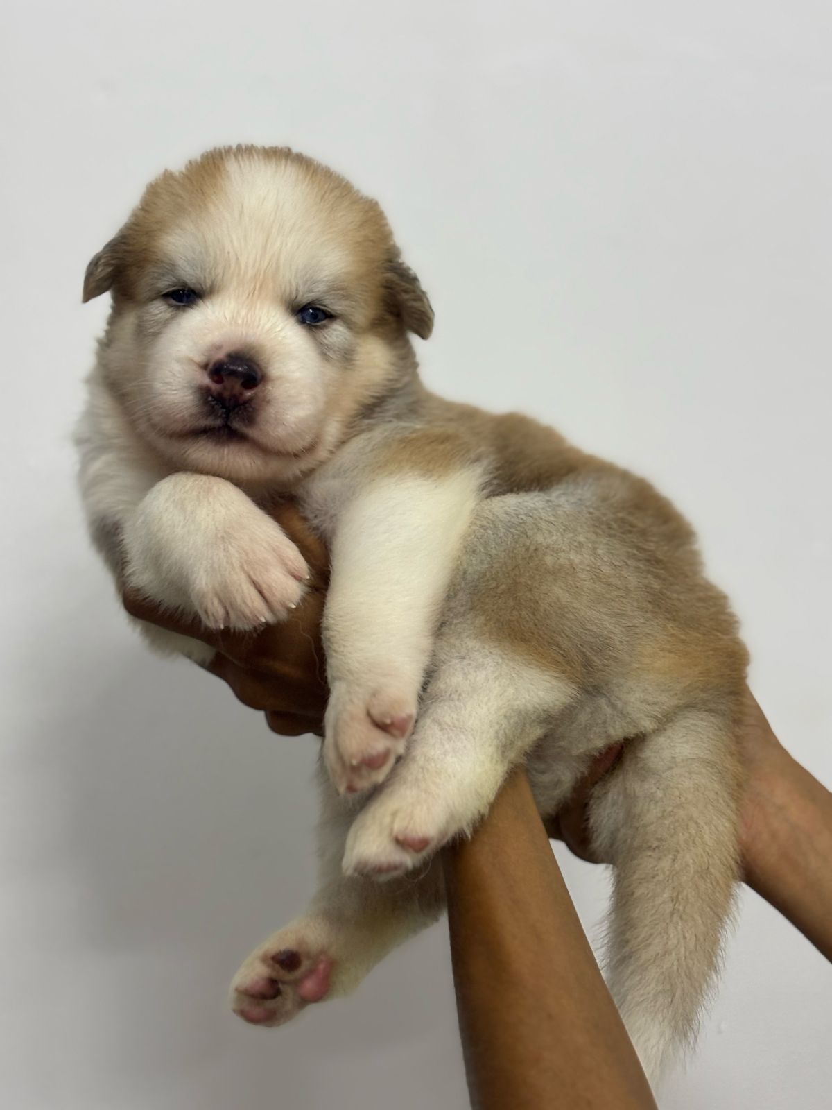 Portal Vendocão Husky Siberiano macho Teresina