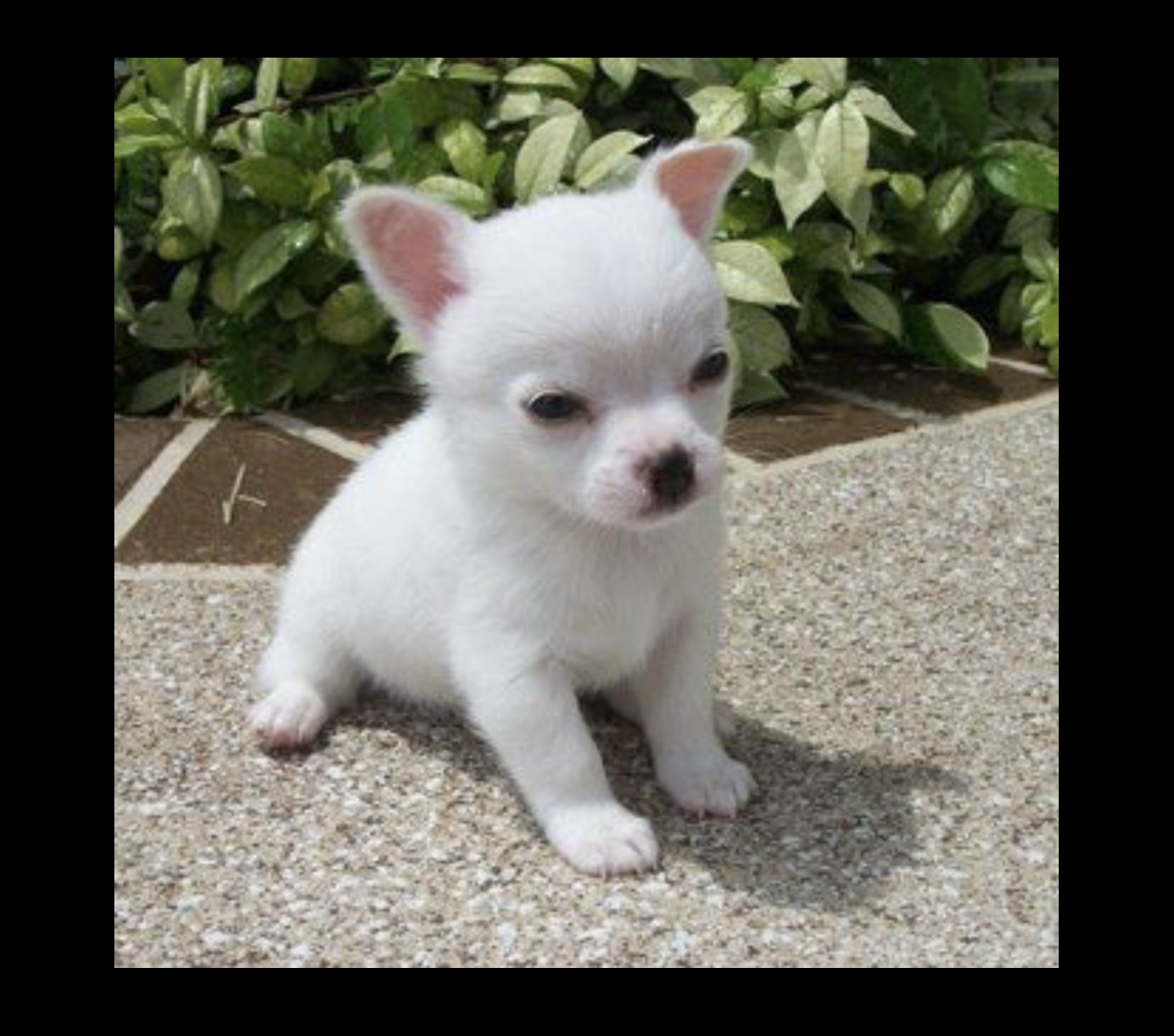 Portal Vendocão Chihuahua alto padrão  Pouso Alegre 
