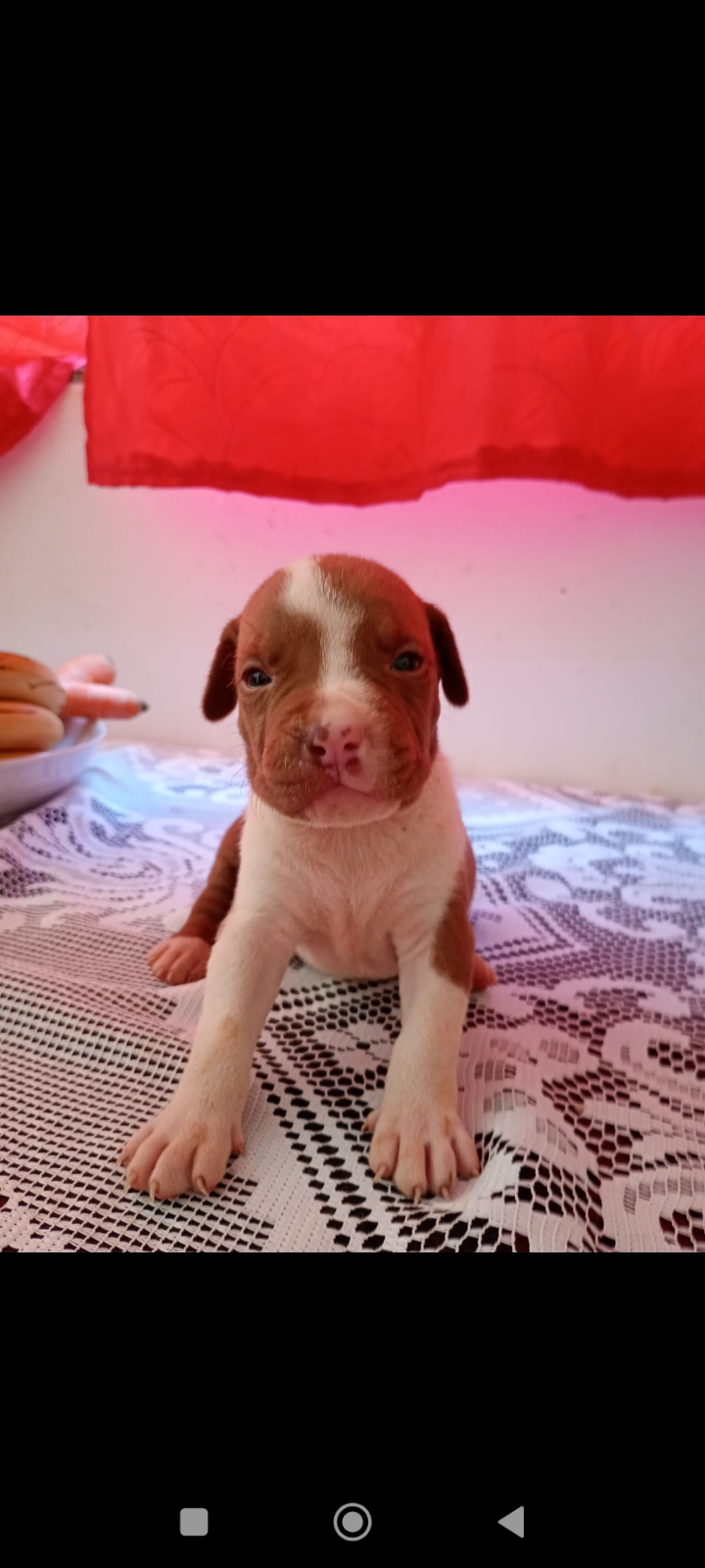 Portal Vendocão Vendo filhotes de Pitbull , 36 dias de vida já está comendo ração, já estão vermifugados Aparecida de Goiânia