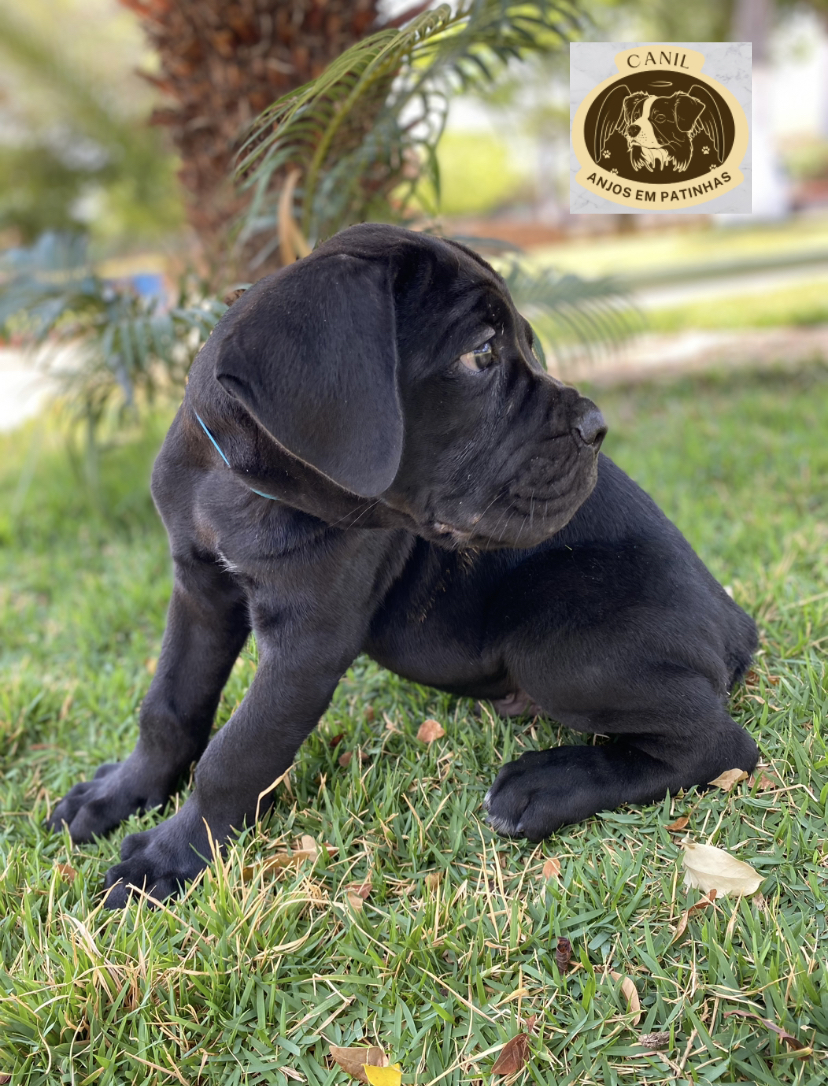 Portal Vendocão Filhote CANE CORSO! Oportunidade!!! Belo Horizonte 